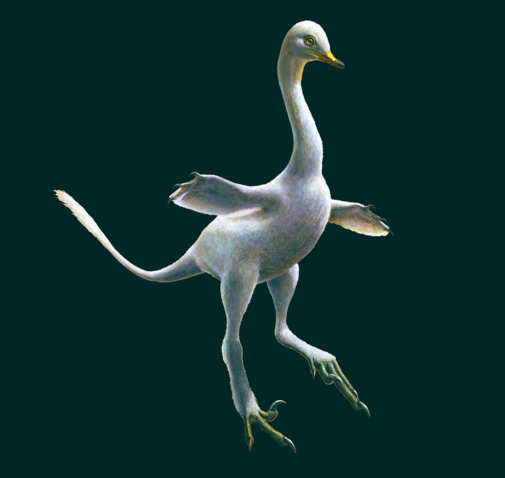 Halszkaraptor