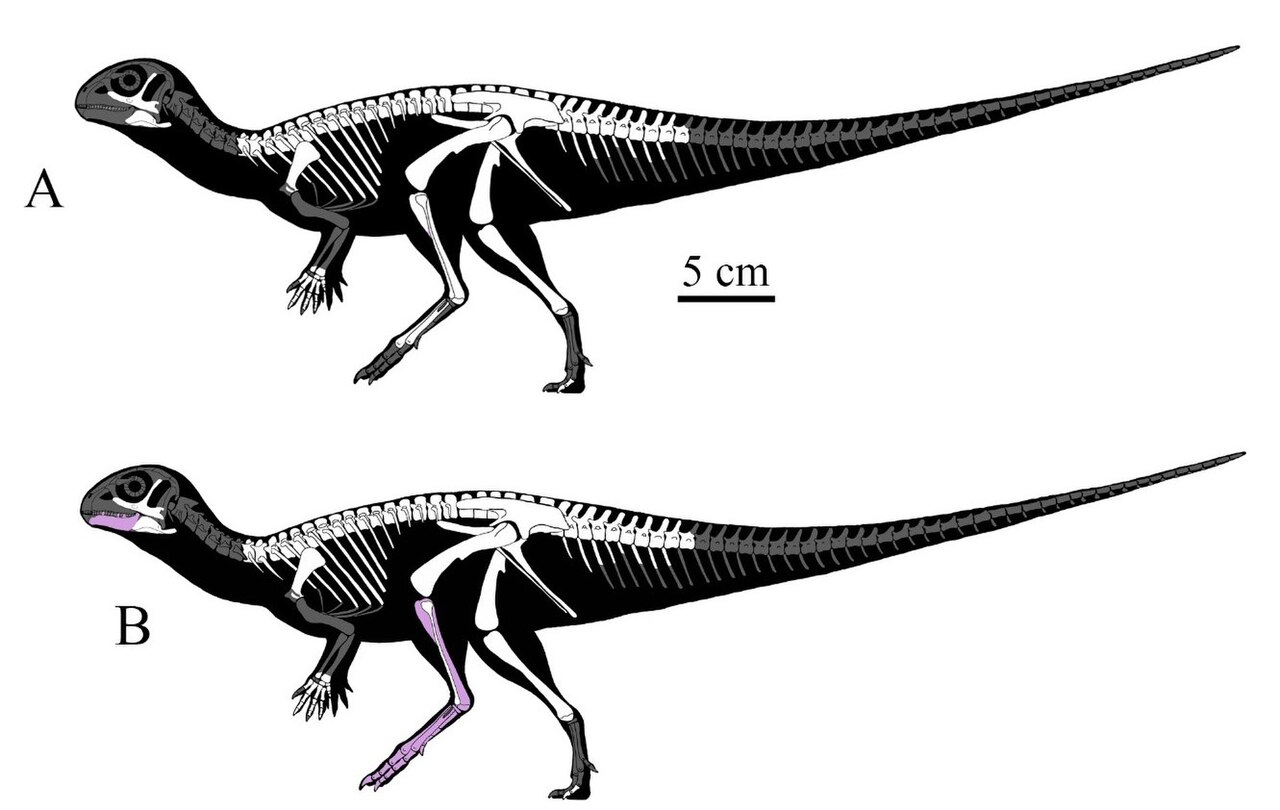 Minimocursor phunoiensis